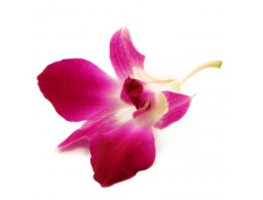 Orchidea