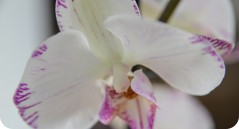 Orchidea