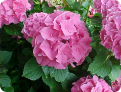 Hortenzia