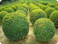 Buxus
