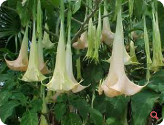 Angyaltrombita